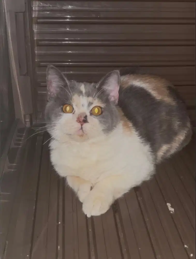 Kucing bsh british shorthair british short hair jantan betina