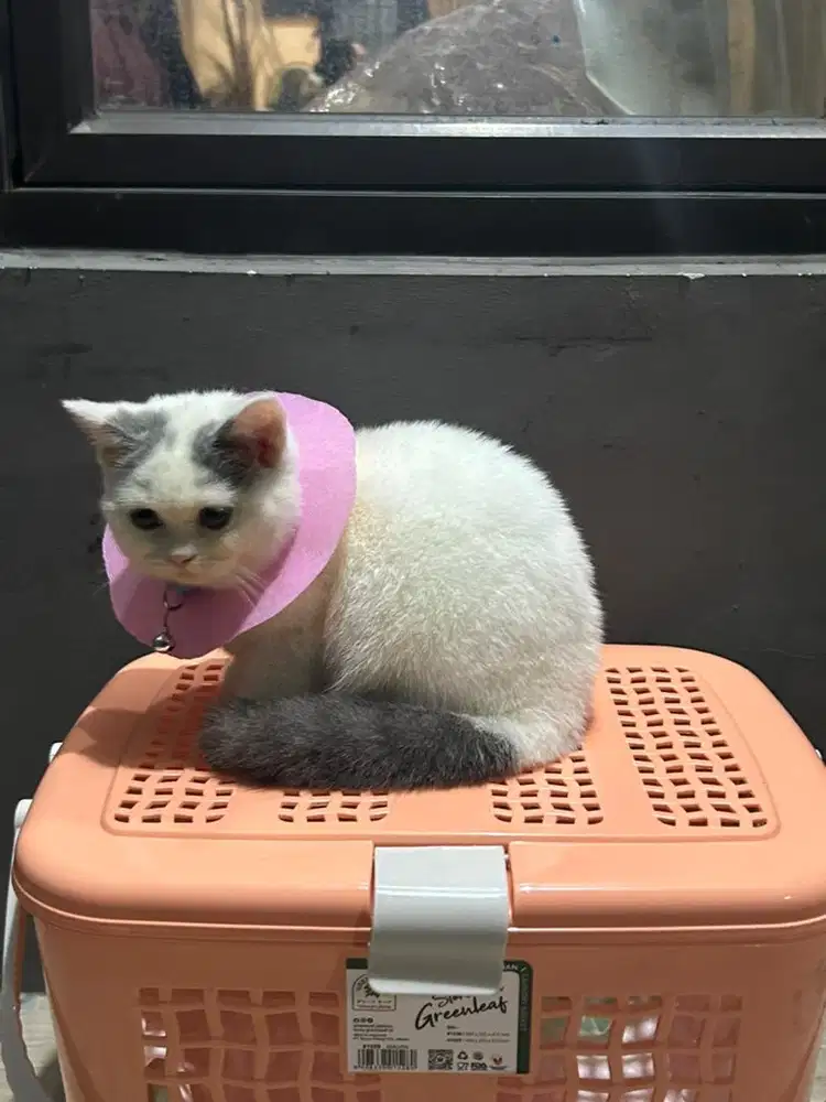 Kucing bsh british short hair british shorthair
