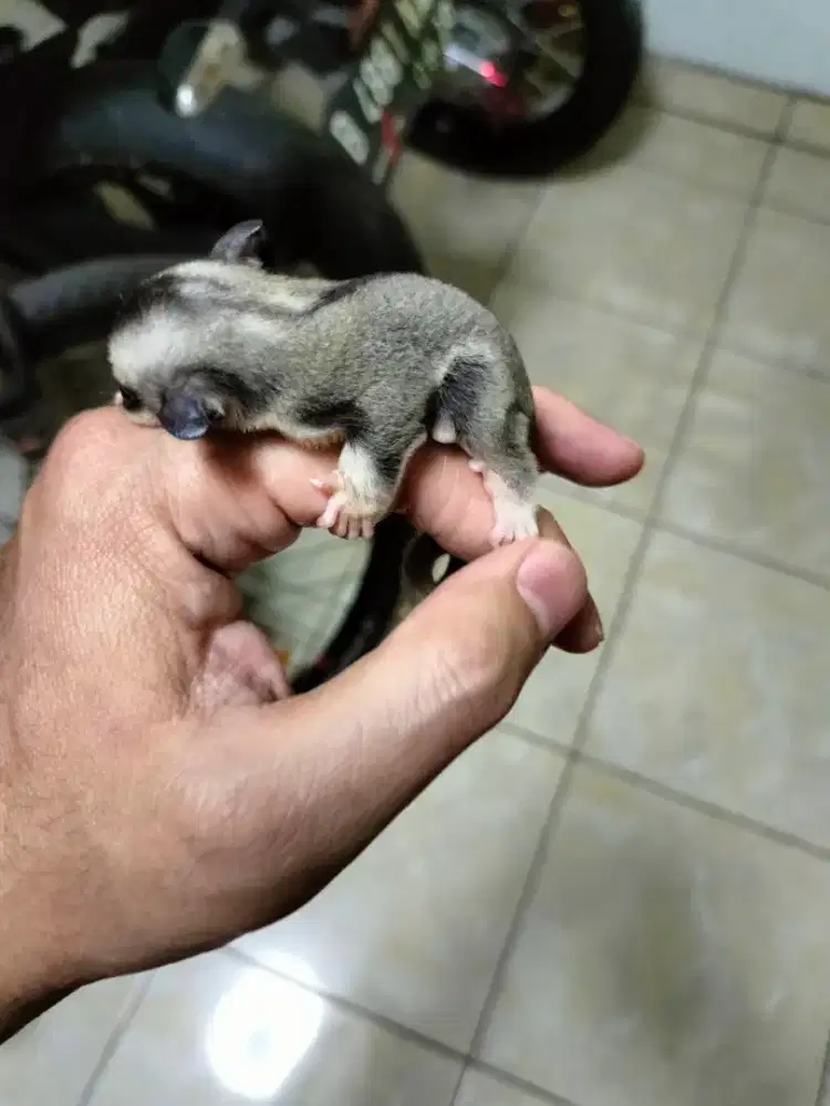 Sugar glider betina low mosaic ring tail