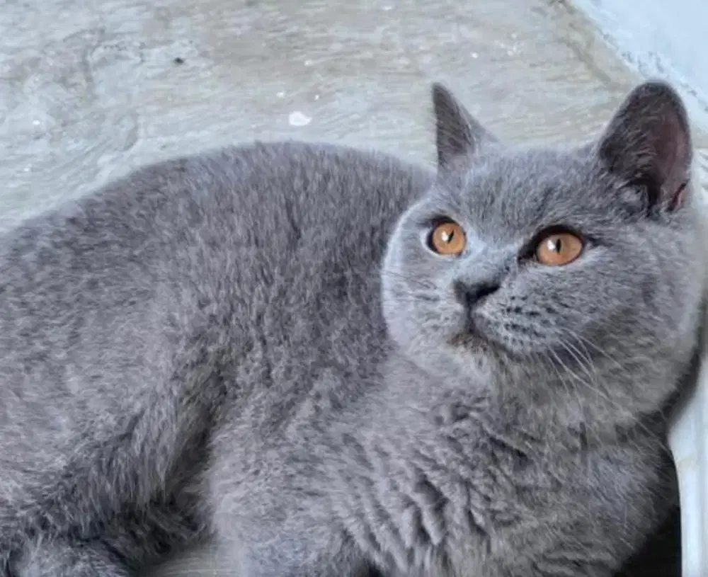 Kucing british shorthair bsh british short hair