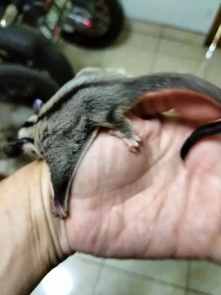 Sugar glider joey classic grey jantan