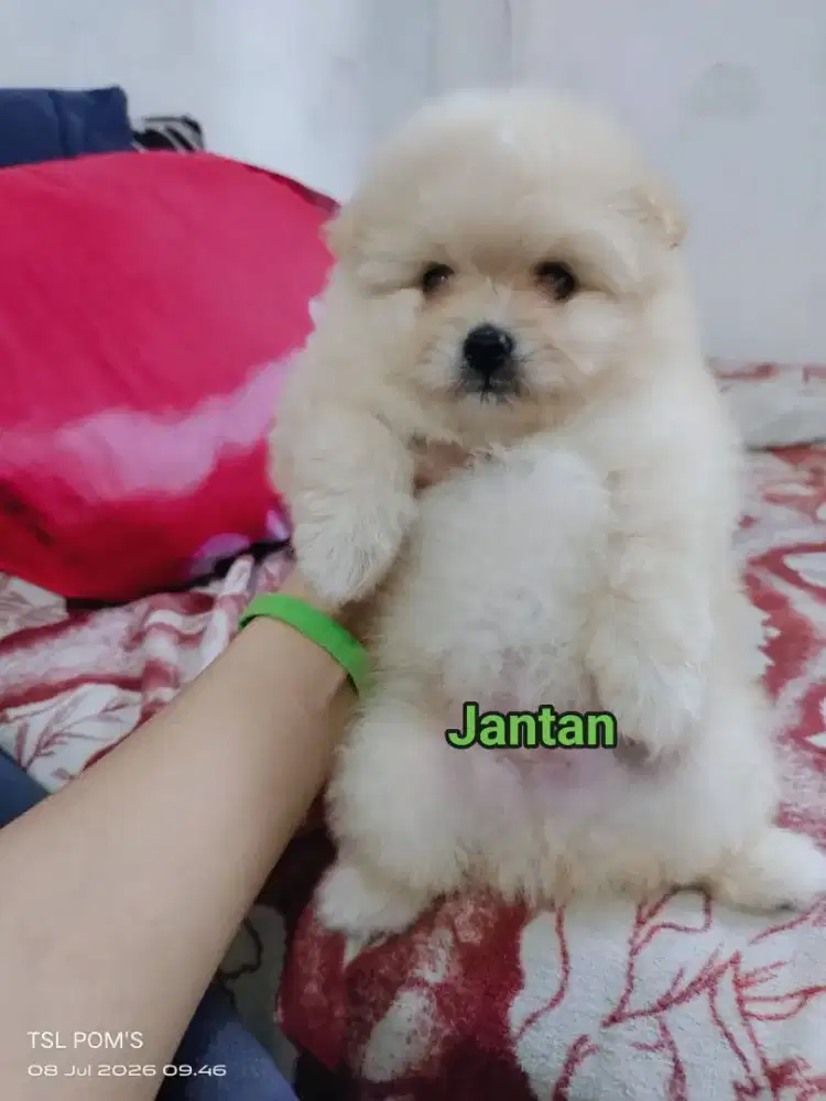 Minipom . Pomeranian