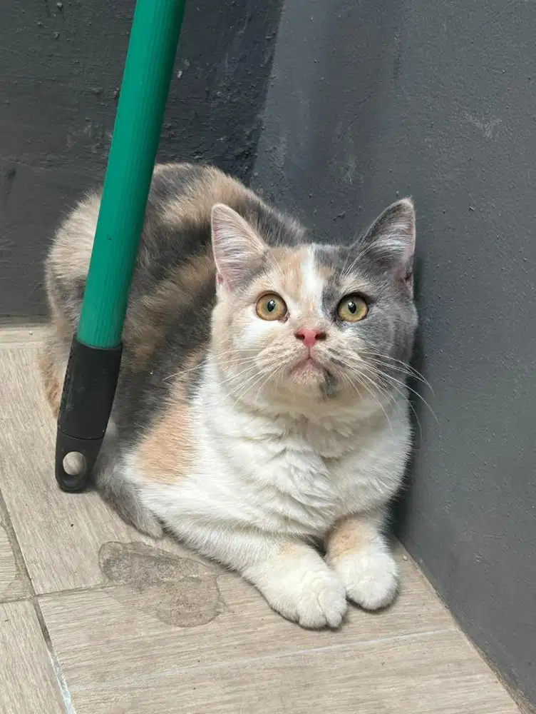 Kucing bsh british shorthair british short hair jantan dan betina