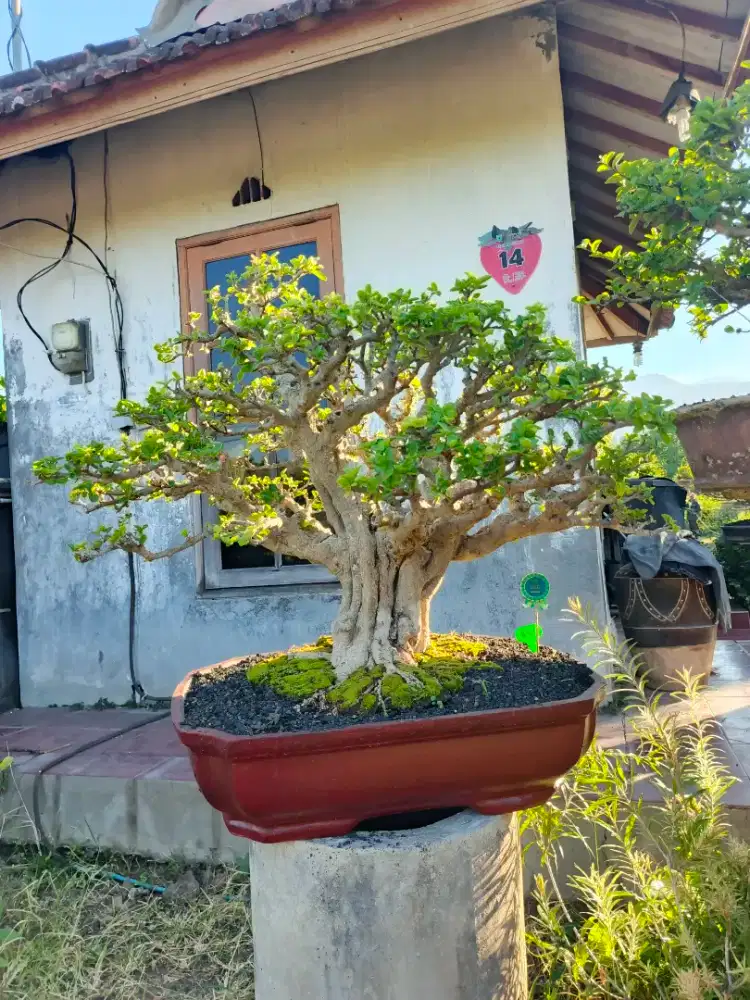 Bonsai sianci ukuran medium