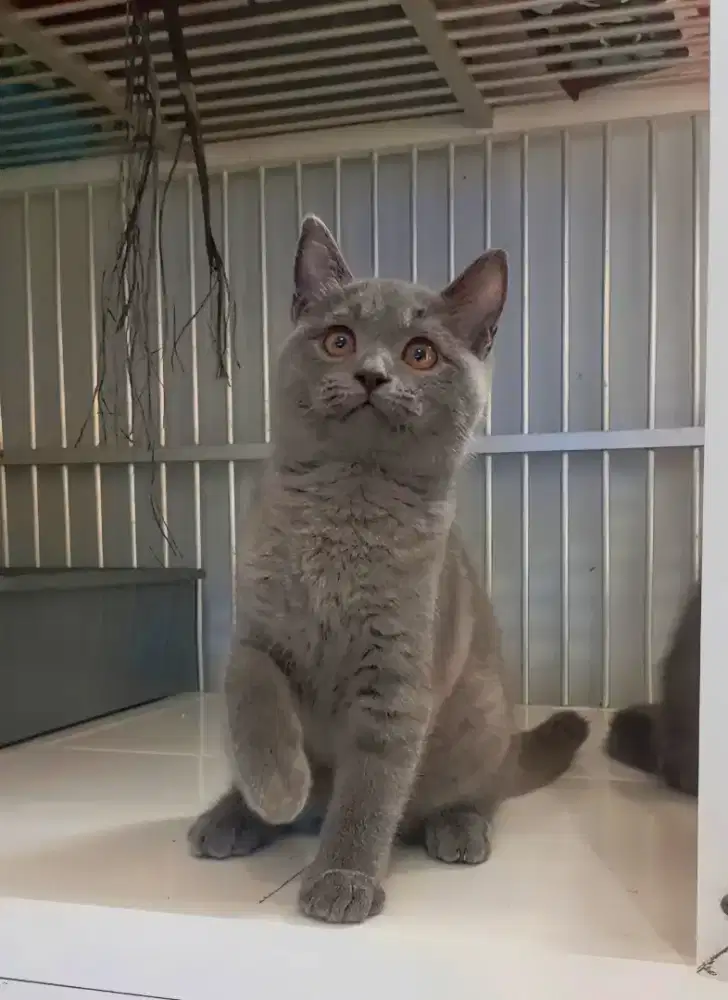 BRITISH SHORTHAIR / BSH BLUE
