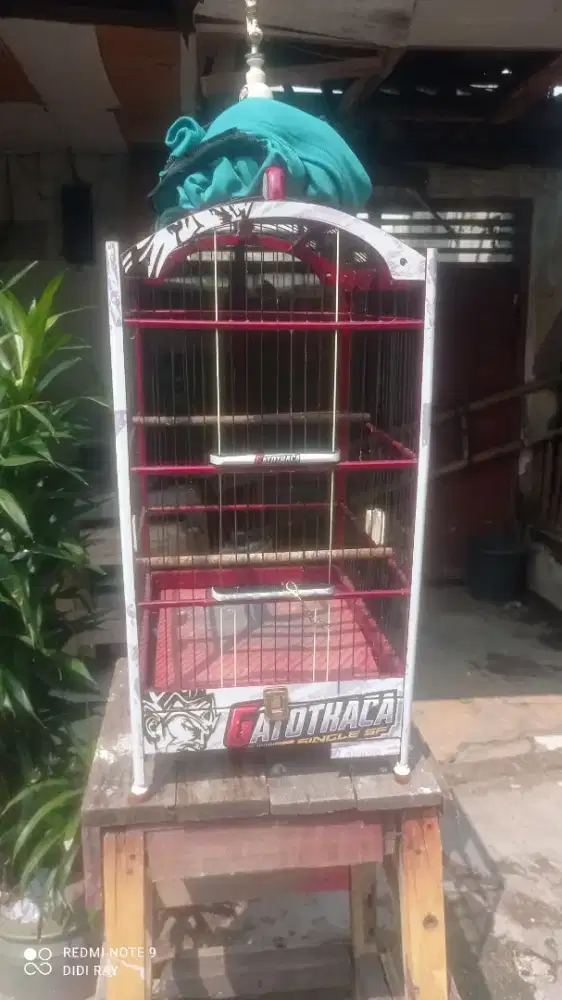 Burung kenari seri AF
