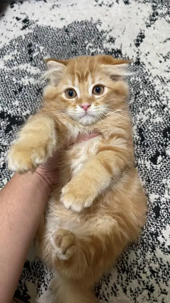 Open adopt Kitten