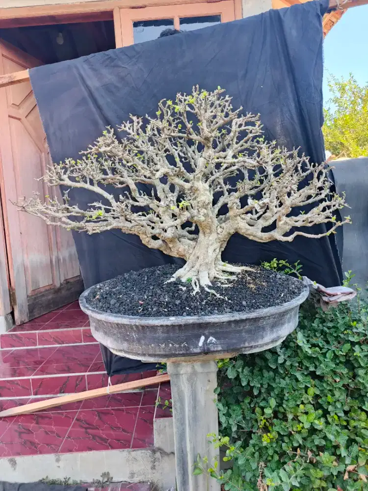 Bonsai sianci size medium