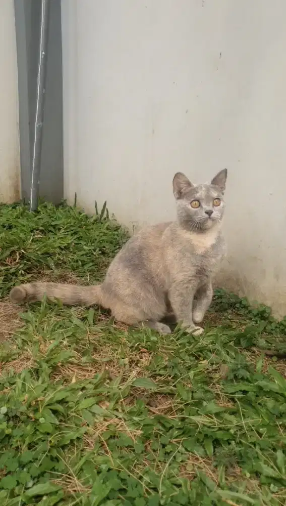 BSH x munchkin , NS. Tortie