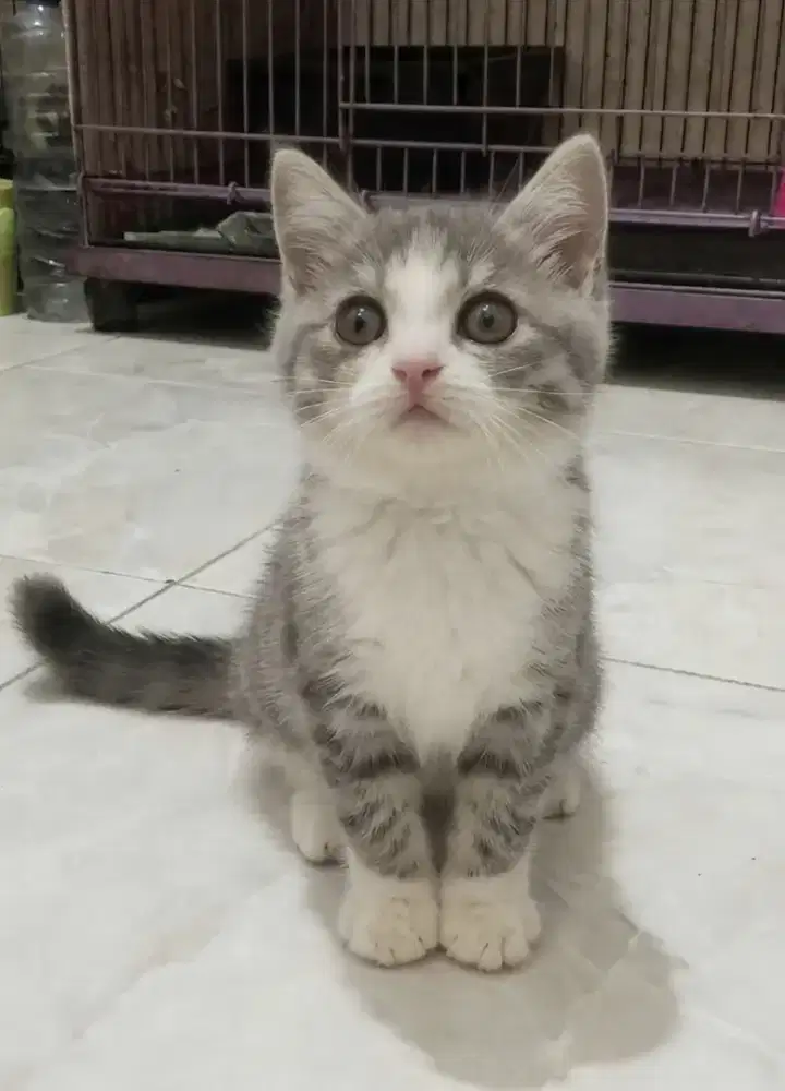 Bsh Bico blue tabby  Betina