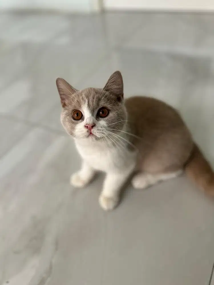 British short hair pure