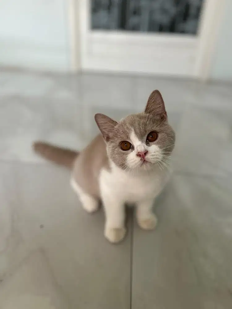 British short hair pure
