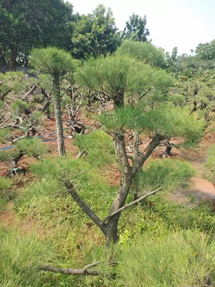 Bonsai Cemara udang