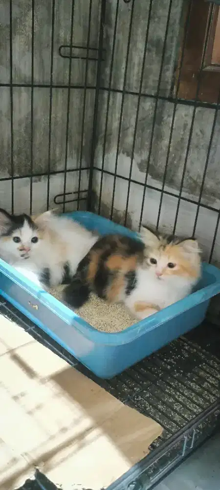 Kucing kitten Persia medium