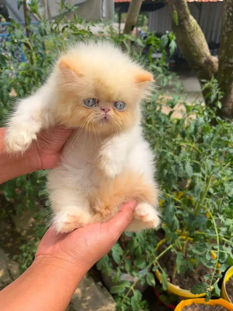 KITTEN PERSIAN PEAKNOSE LONGHAIR BULU KAPAS