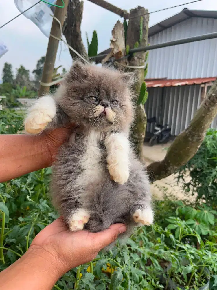 KITTEN PERSIAN PEAKNOSE LONGHAIR BULU KAPAS