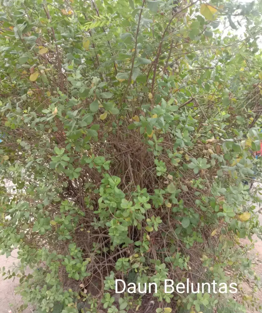 Petikan Segar Daun Herbal Beluntas