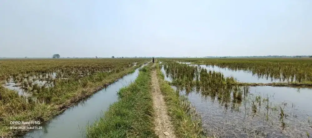 Jual Sawah Produktif Cepat