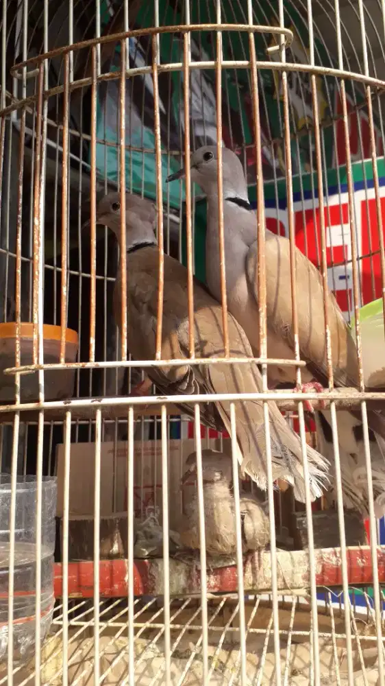 Burung puter jambul