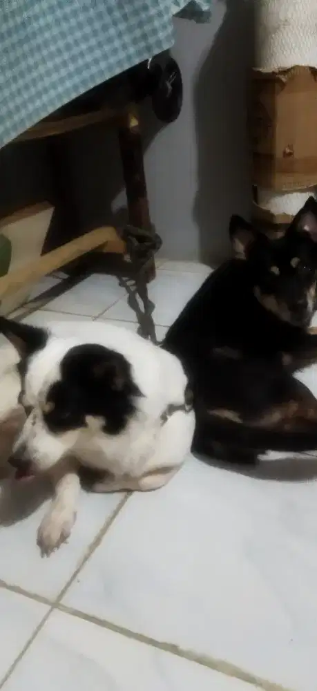 DIJUAL 2 anjing mix