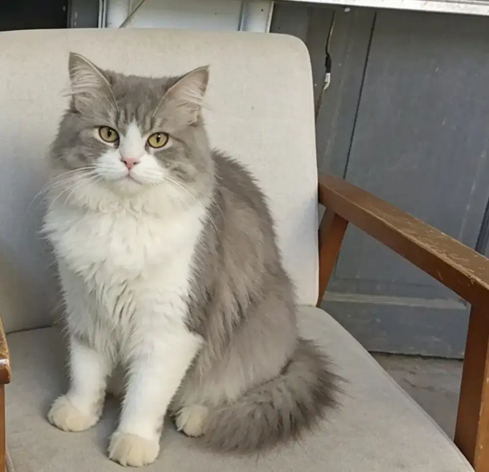 kucing persia betina 8 bulan