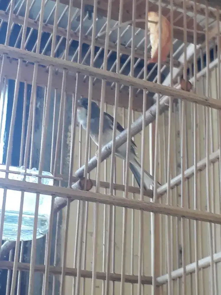 Kenari abu putih gacor