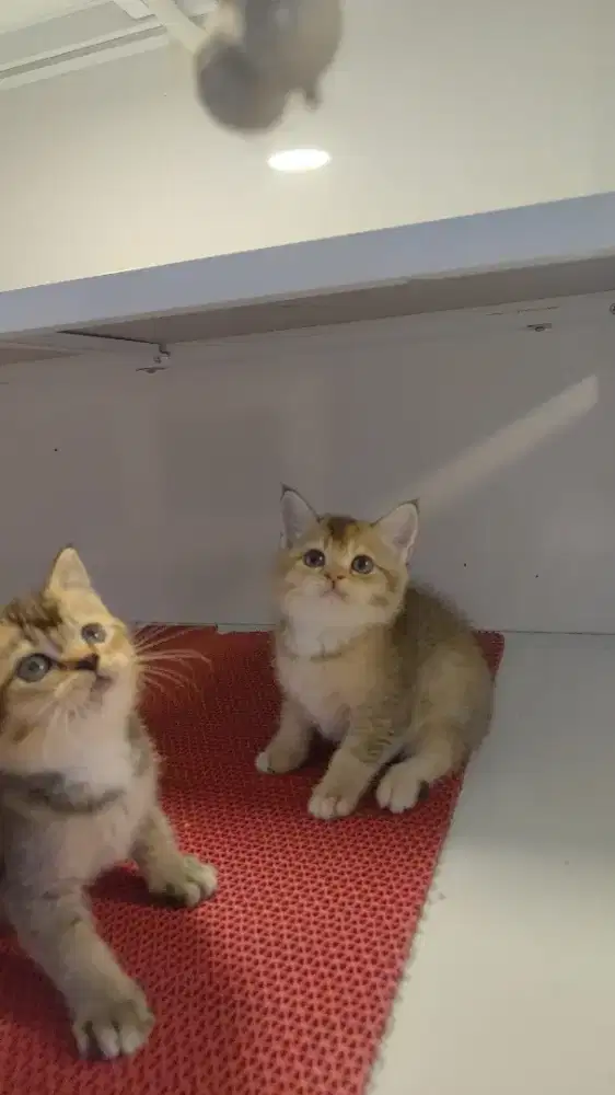 Kucing kitten british golden betina