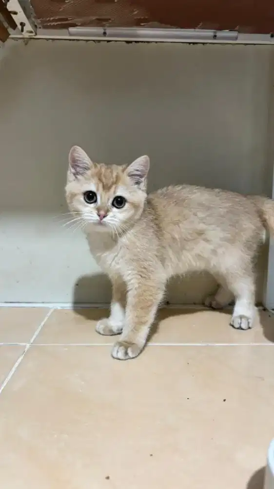 KITTEN BRITISH SHORTHAIR BSH GOLDEN NY12 PED WCF