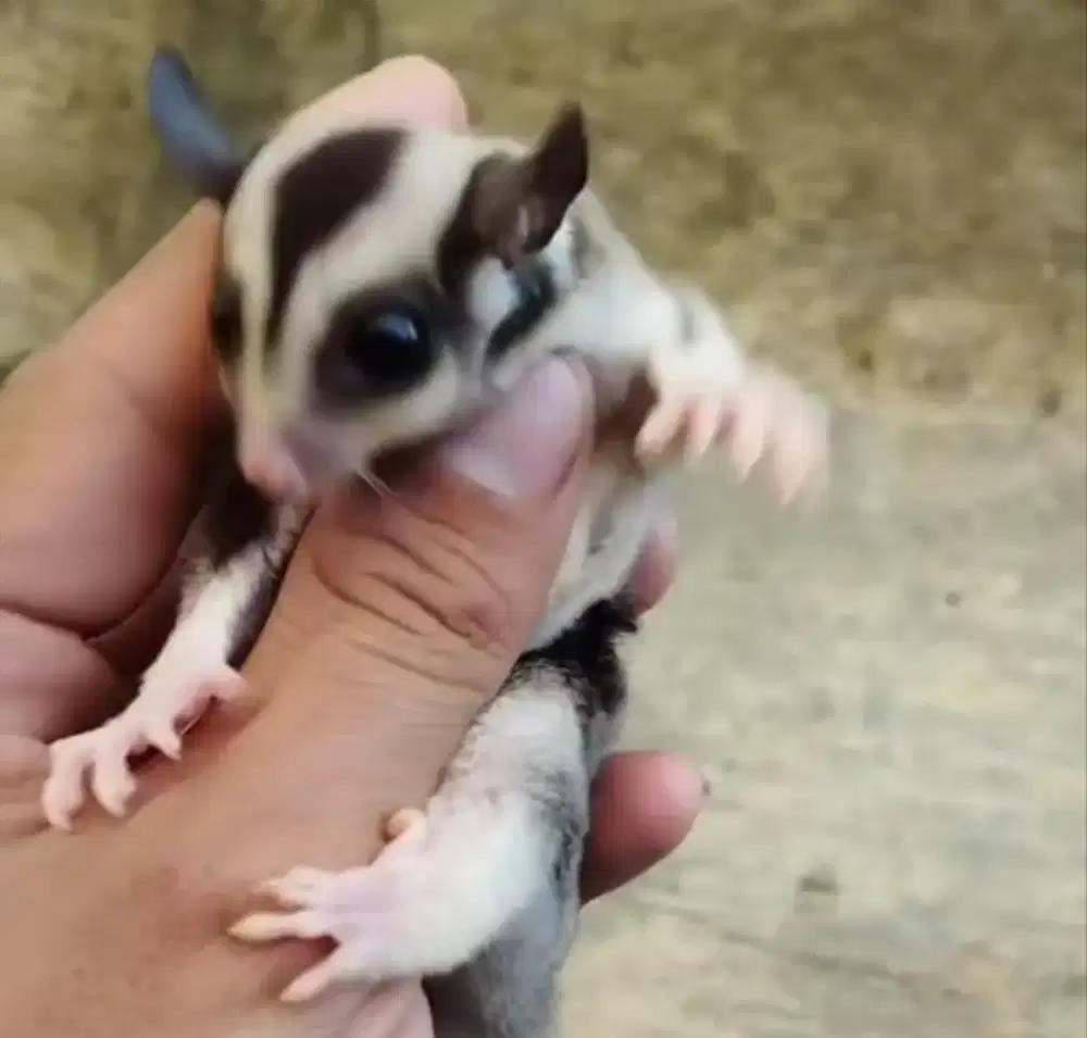 Sugar glider low mozaik ringtil