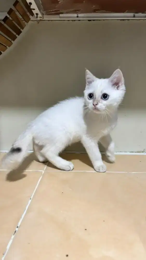 KITTEN BRITISH SHORTHAIR BSH GOLDEN POINT PRD WCF