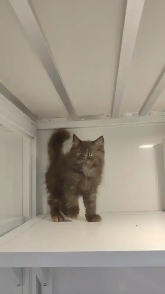 Kucing Kitten ras persia jantan dan betina