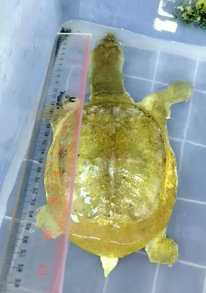 Kura² Moncong Reptil Hias Betina Indukan
