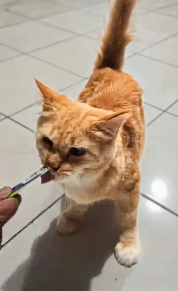 KUCING MAINECOON 5BULAN RED MARBLE MURAH AJA