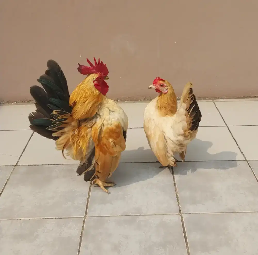 Ayam Serama Sepasang