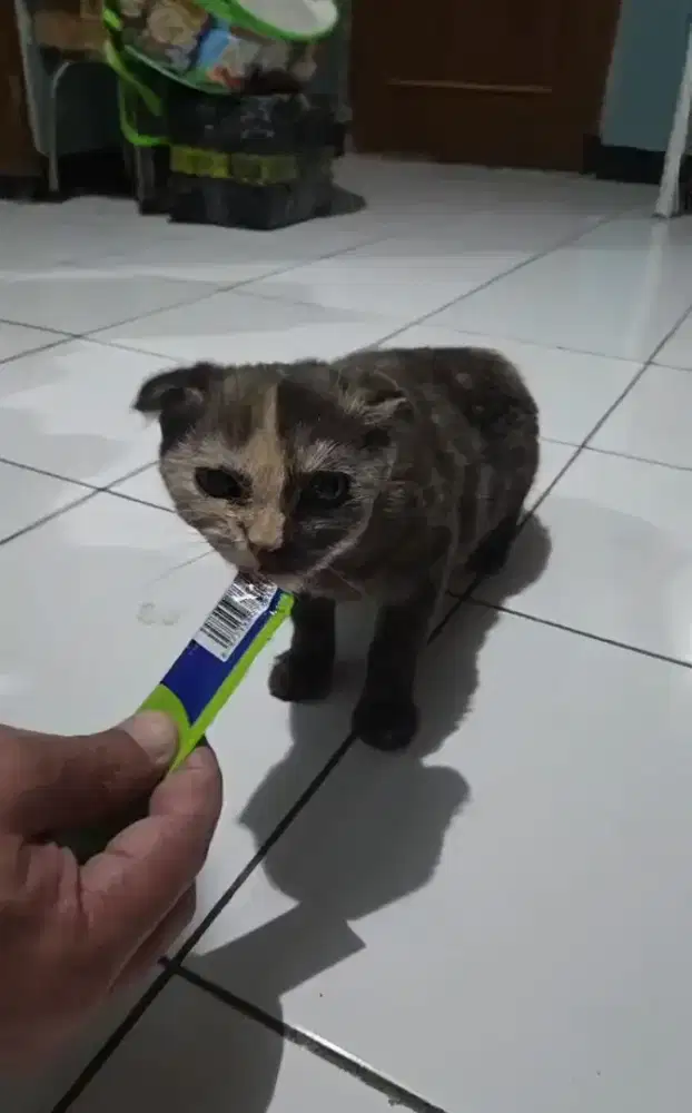 KITTEN KUCING SCOTTISH FOLD TORTIE 5BULAN MURAH