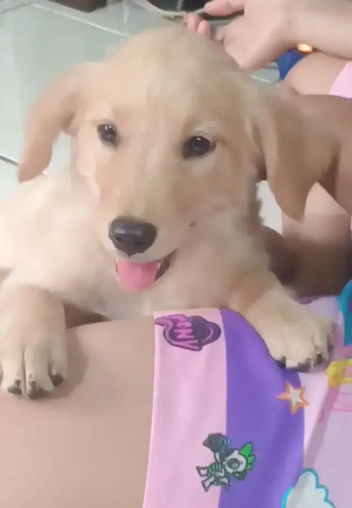 promooo hari ni ja yaaa anjing puppy golden retriever