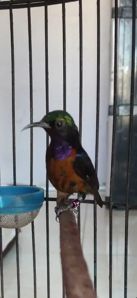 Burung kolibri ninja