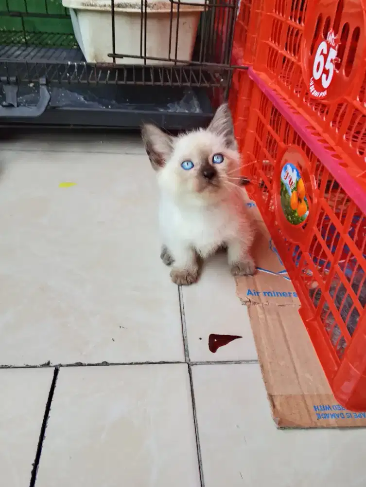 Kecing Munchkin kaki pendek cebol