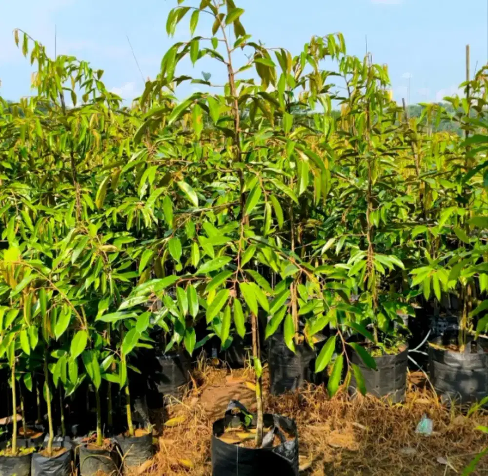 Bibit pohon Durian
