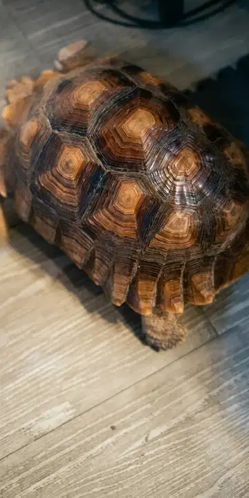 Jual Kura-Kura Darat Sulcata & Pardalis Sehat Mulus - Tortoise Exotic