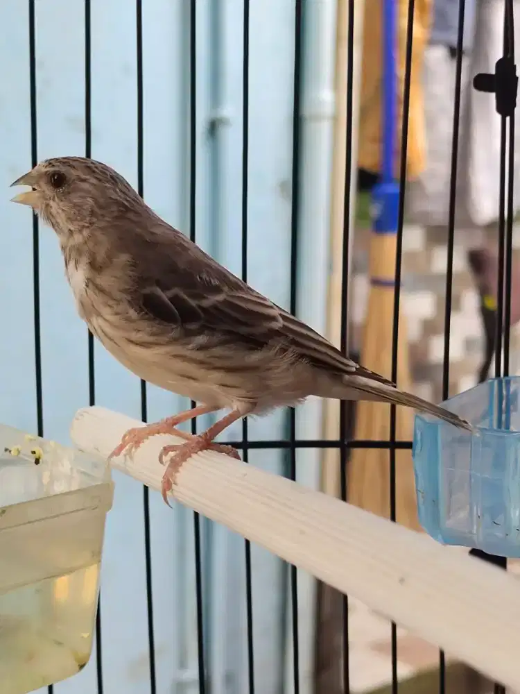 Burung Blacksang Fullset Gacor