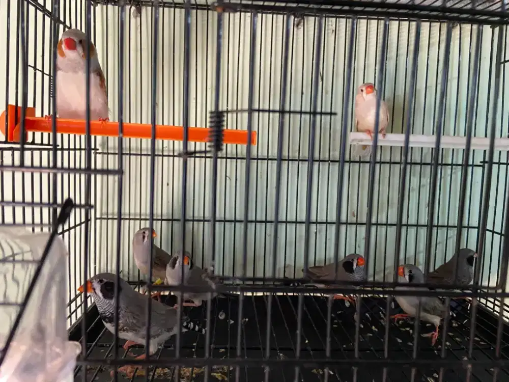 4 pasang burung zebra finch