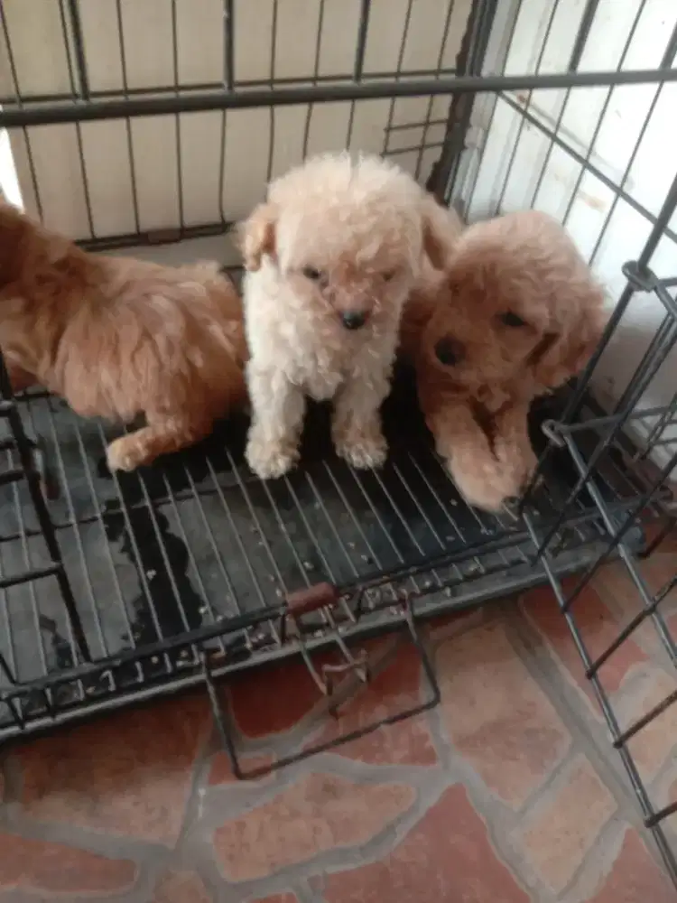 Borongan 3 anakan poodle jtn 1.bln