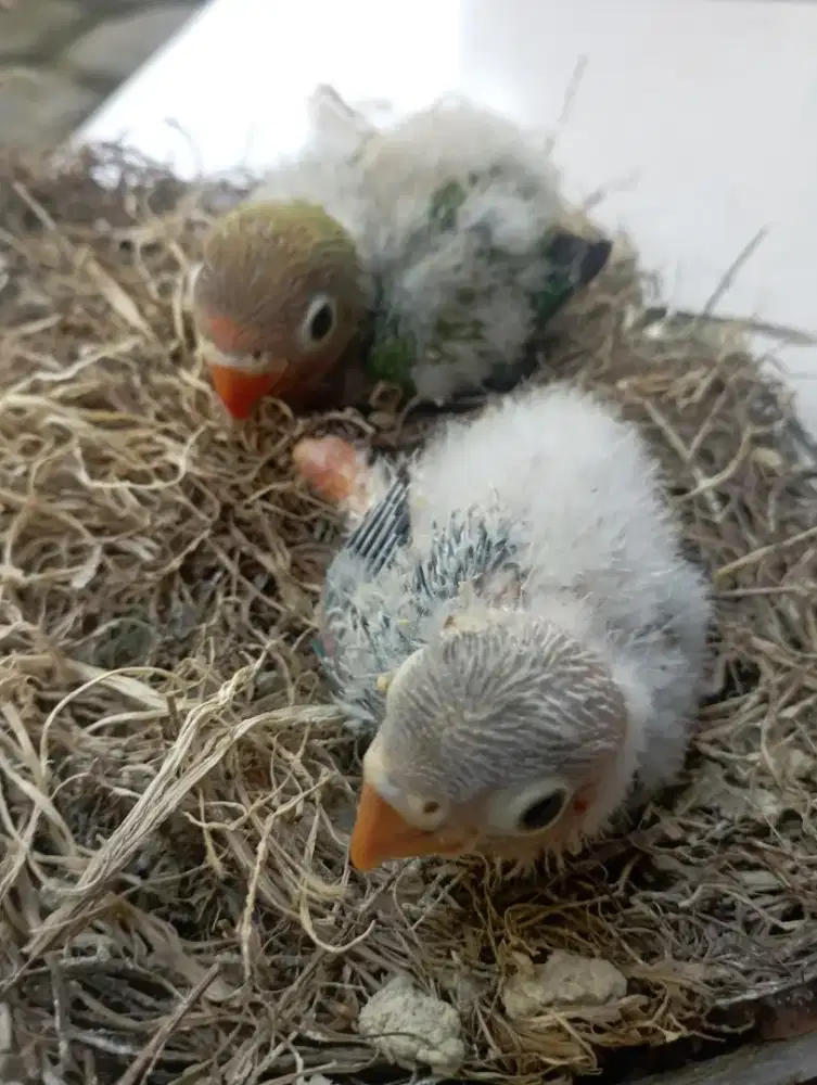 Lolohan burung lovebird