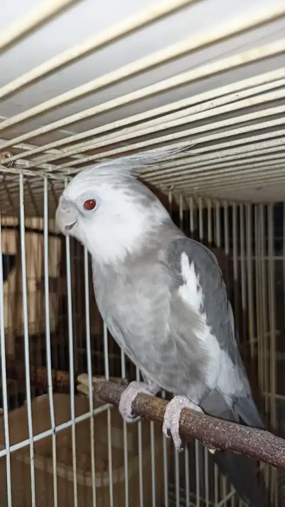 Falk jantan fallow mata merah