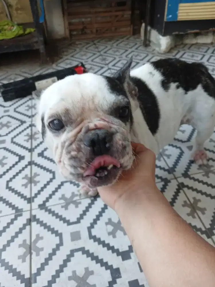 Frenchie betina