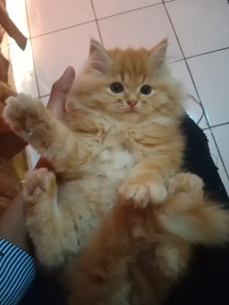 Kucing Persia Oyen Jantan