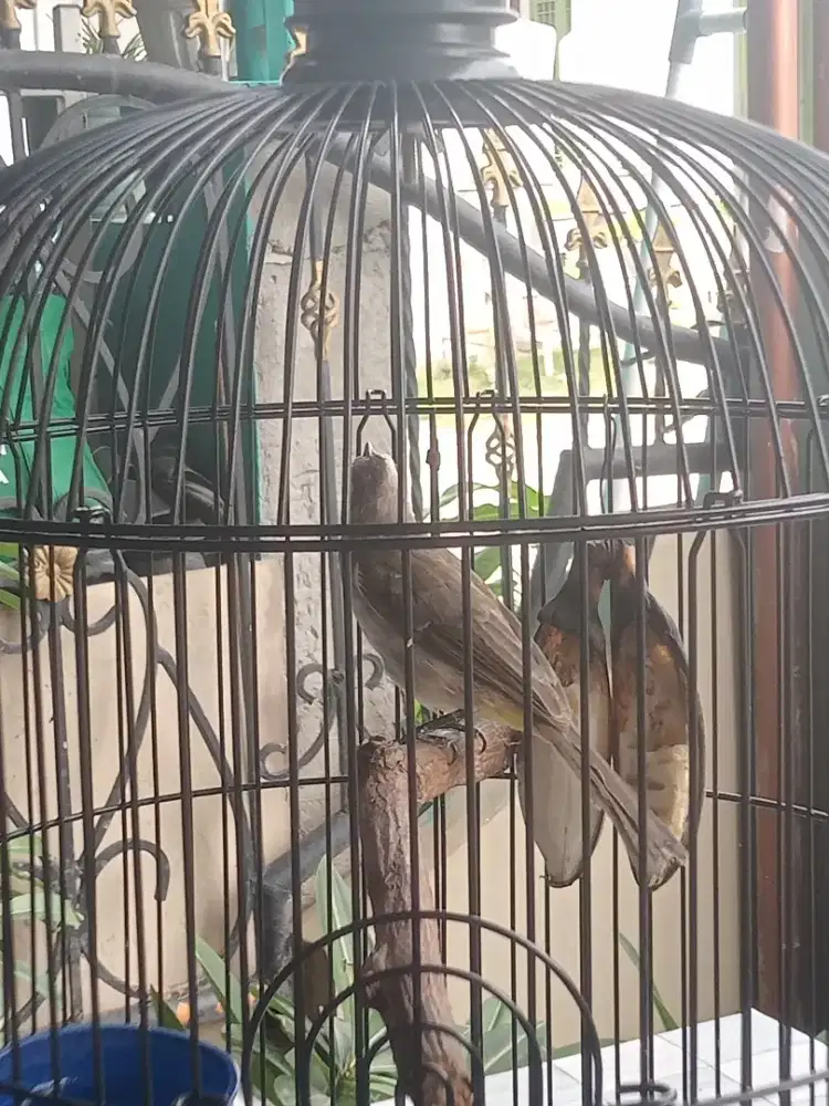 Burung Trucukan Gacor Suara Kasar