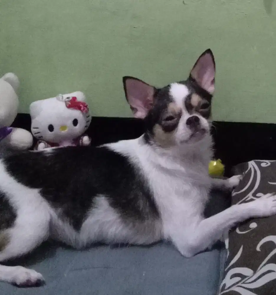 Indukan Chihuahua
