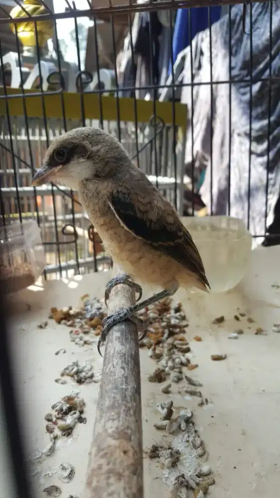 Burung cendet trotol